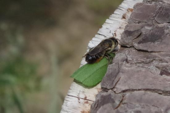 Ruhende Blattschneiderbiene mit Blattstück