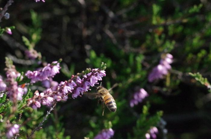 Freifliegende Bienen sammeln vor allem an Massentrachten wie der Heide - Bild:Melanie von Orlow