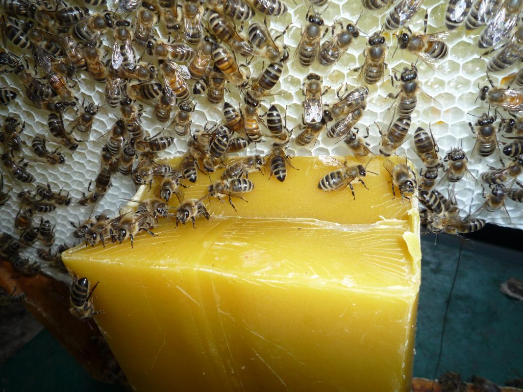 Bienenwachs - Die Immen erkennen ihre Arbeit! Bild: Melanie von Orlow