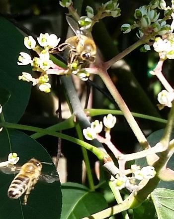 weibliche Blüten des Bienenbaums - Bild: Melanie von Orlow