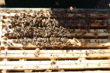 Durchfallerkrankung im Vorfrühling: Kotflecken auf den Oberträgern, klamme Bienen und übler Geruch