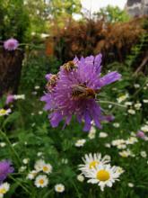 Schönster Fund: Eine einzelne Ackerwitwenblume mit einer Schlafgemeinschaft von Wildbienen-Männern