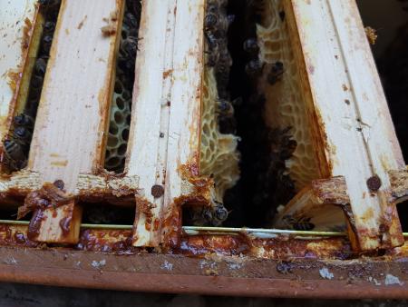 Der Kitt an der Bienenbox und den Hoffmann-Seitenteilen macht die Durchsicht anstrengend
