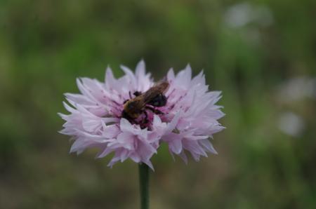 Wildbiene an Flockenblume in Rosé