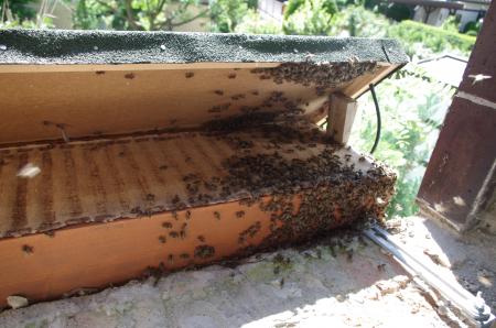 Der Bezug der Bienenbox ist in der Balkongeländersituation nicht ganz einfach....