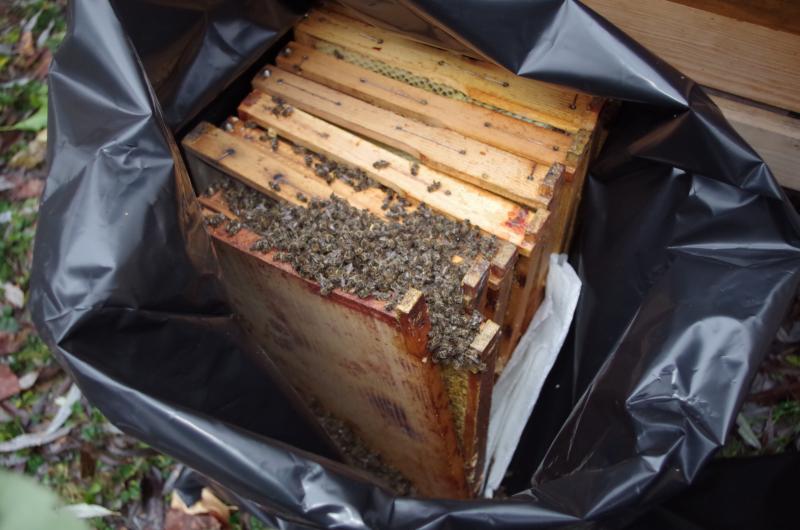 Entsorgtes Bienenvolk - Tiermüll statt Tierschutz?