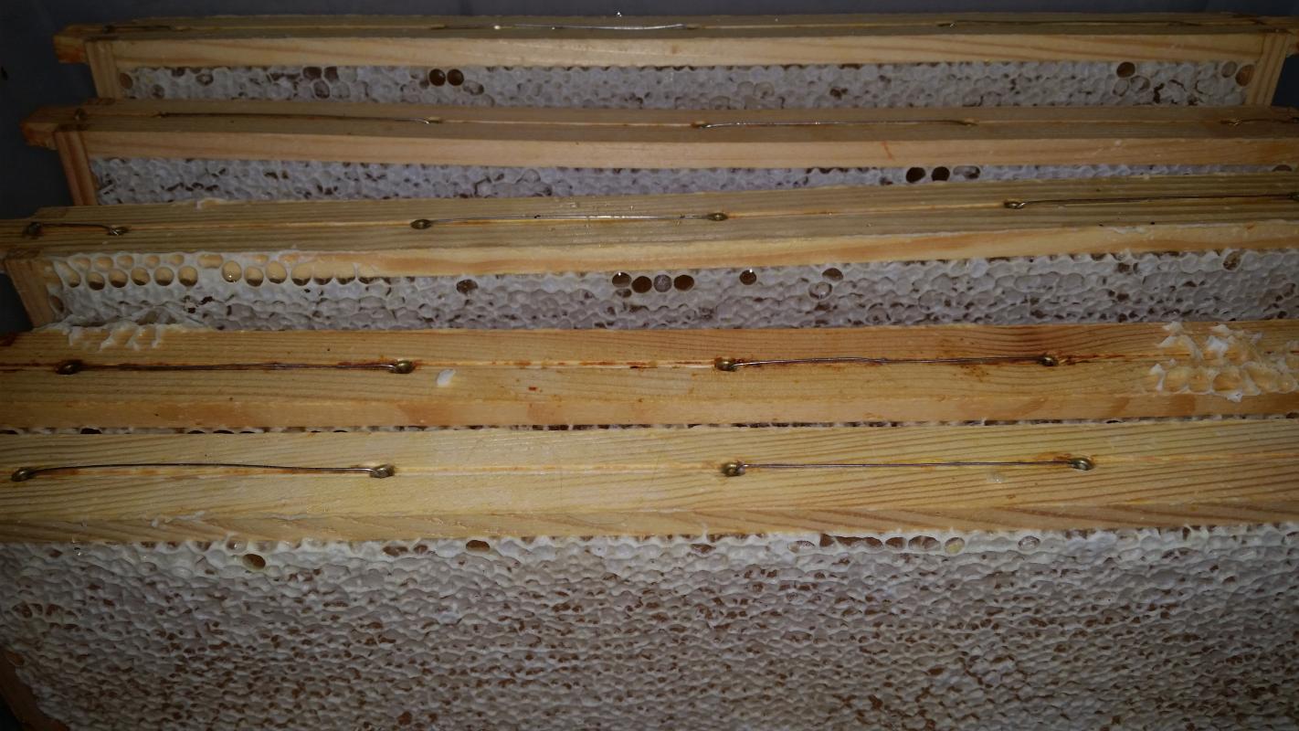 Reife, verdeckelte Honigwaben - Bild: Melanie von Orlow