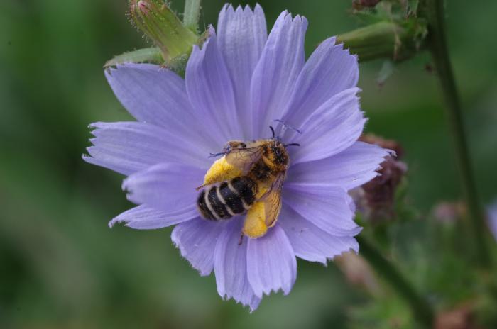 Hosenbiene an der Wegwarte (Frankfurt/Oder) - Bild: Melanie von Orlow