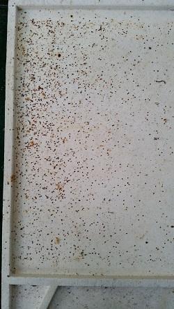 ca. 1000 Milben auf einen Schlag - Bild: Melanie von Orlow