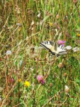 Adelung durch Besuch des Schwalbenschwanzes