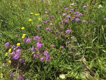 Wiesenblumen..